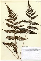 藏品(阿里山蹄蓋蕨)的圖片